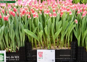 Tulipa Marrero (1)